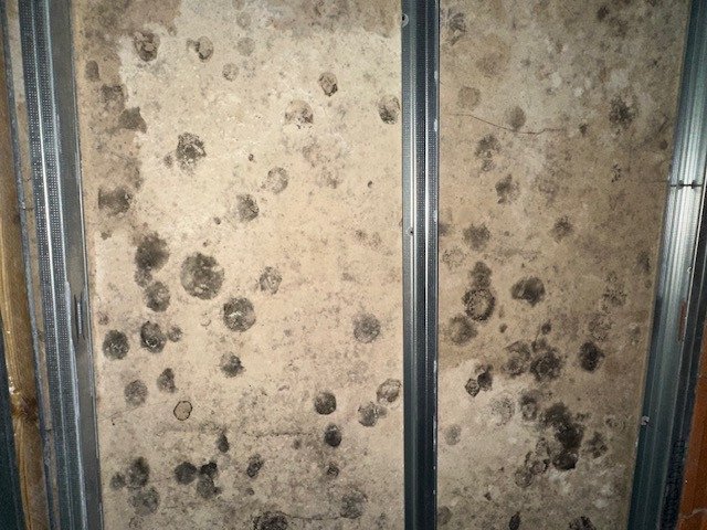 Case Study - Mould Remediation